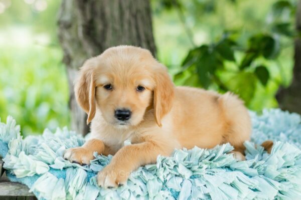 Image of Reed, a Golden Retriever puppy