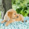 Image of Reed, a Golden Retriever puppy