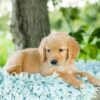 Image of Reed, a Golden Retriever puppy