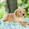 Image of Reed, a Golden Retriever puppy