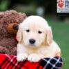 Image of Remy, a Golden Retriever puppy