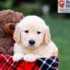 Image of Remy, a Golden Retriever puppy