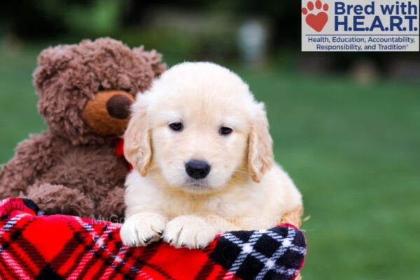 Image of Remy, a Golden Retriever puppy