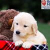 Image of Remy, a Golden Retriever puppy