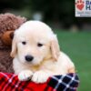 Image of Remy, a Golden Retriever puppy