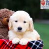 Image of Remy, a Golden Retriever puppy