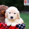 Image of Remy, a Golden Retriever puppy