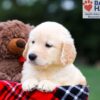 Image of Remy, a Golden Retriever puppy