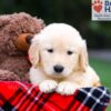 Image of Remy, a Golden Retriever puppy