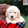 Image of Remy, a Golden Retriever puppy
