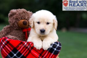 Image of Richie, a Golden Retriever puppy