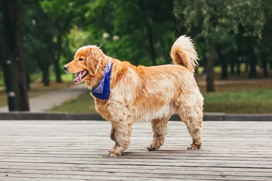 Right Dog breed