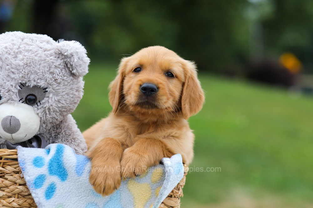 Ronny Image of Ronny, a Golden Retriever puppy