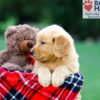 Image of Rosco, a Golden Retriever puppy
