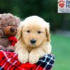 Image of Rosco, a Golden Retriever puppy