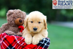 Image of Rosco, a Golden Retriever puppy