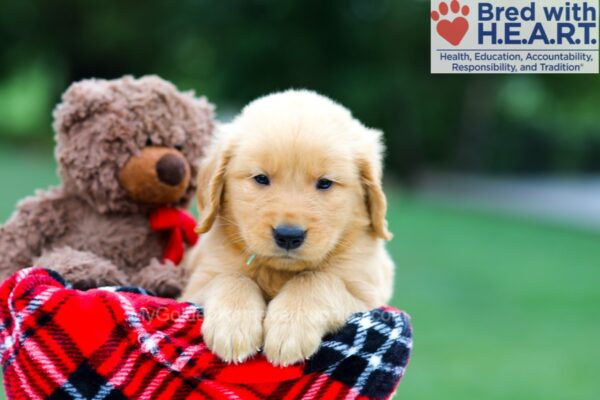 Image of Rosco, a Golden Retriever puppy