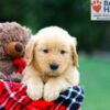 Image of Rosco, a Golden Retriever puppy