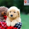 Image of Rosco, a Golden Retriever puppy