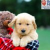 Image of Rosco, a Golden Retriever puppy