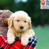 Image of Rosco, a Golden Retriever puppy