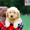 Image of Rosco, a Golden Retriever puppy