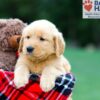 Image of Rosco, a Golden Retriever puppy