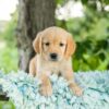 Image of Rose, a Golden Retriever puppy