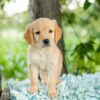 Image of Rose, a Golden Retriever puppy