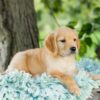 Image of Rose, a Golden Retriever puppy