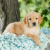 Image of Rose, a Golden Retriever puppy