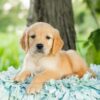 Image of Rose, a Golden Retriever puppy