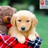 Image of Rowan, a Golden Retriever puppy