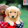 Image of Rowan, a Golden Retriever puppy