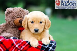 Image of Rowan, a Golden Retriever puppy