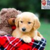 Image of Rowan, a Golden Retriever puppy