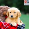 Image of Rowan, a Golden Retriever puppy