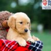 Image of Rowan, a Golden Retriever puppy