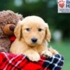 Image of Rowan, a Golden Retriever puppy