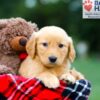 Image of Rowan, a Golden Retriever puppy