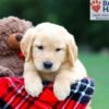 Image of Roxy, a Golden Retriever puppy