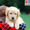 Image of Roxy, a Golden Retriever puppy