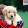 Image of Roxy, a Golden Retriever puppy