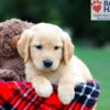 Image of Roxy, a Golden Retriever puppy