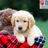 Image of Roxy, a Golden Retriever puppy