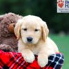 Image of Roxy, a Golden Retriever puppy