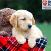 Image of Roxy, a Golden Retriever puppy