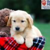 Image of Roxy, a Golden Retriever puppy