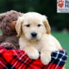 Image of Roxy, a Golden Retriever puppy