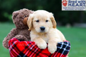 Image of Roxy, a Golden Retriever puppy